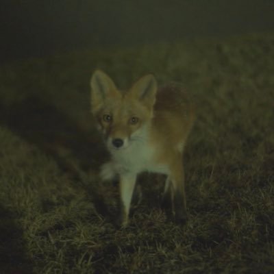 稲垣藤丸 / Foujimaruさんのプロフィール画像