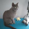 LamarcheIsabel2's profile picture. ancienne bibliothécaire,aime le cinéma,le bateau,la mer,les livres