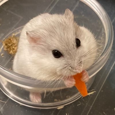 ハムスターの飼い主⭐ ハム沼は癒しの空間🍀🐹ラピ♂ﾉｰﾏﾙ 🏠’22.10.2(🎂‘22’9.15）〜 好奇心旺盛⭐︎🐹 🌈サンディ♀ﾊﾟｰﾙ‘21.3.15〜’22.9.15 食いしん坊⭐︎