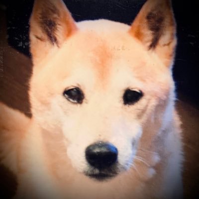 建築、音楽、映画、インテリア、柴犬すき。何より我が子が可愛すぎて毎日気を失ってます。みる専門でごめんなさい。