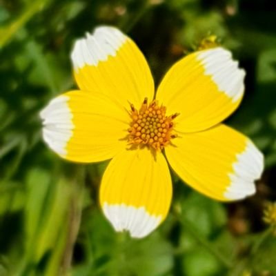 CecileLecho's profile picture. 