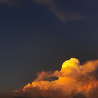 ryanliew11's profile picture. In nil sapiendo vita iucundissima est. (Flame Emperor)