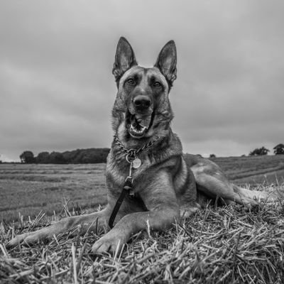 Dogs, photography and a bit of travel.#K9 #Dogs #PanasonicLumix #Sweden