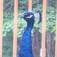 Herman_The_Peacock - @herman_peacock Twitter Profile Photo