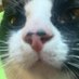 Frkn_Milo (@frkn_urmom) Twitter profile photo Frkn_Milo (@frkn_urmom) Twitter profile photo