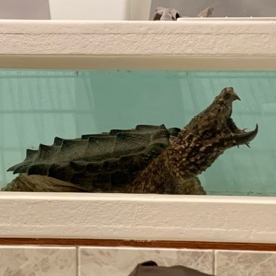 爬虫類飼ってます( ̄▽ ̄)石はトルマリンが1番好きです❤無言フォロー歓迎。 https://t.co/wfh4omtgZe 放出ラクマ