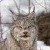 Lynx 🍖 ✶ (@Lynx_Scenting) Twitter profile photo