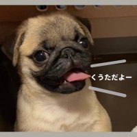 パグ犬。 (@lo9aazqloubroke) 's Twitter Profile Photo パグ犬。 (@lo9aazqloubroke) 's Twitter Profile Photo