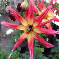 🌺 Proctor's Nursery 🌸(@ProctorsNursery) 's Twitter Profile Photo