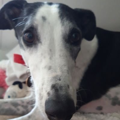 Adventurous greyhound enjoying retirement 💤
Ex-racer 💨
Rehomed 🏠
Dishwasher Ninja 😎
Beautiful Girl 🥰
Margot Tuppence ✨