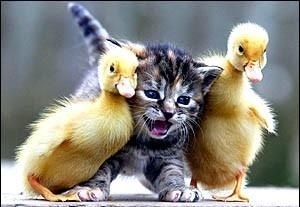 fanfunfan4989's profile picture. ふぁんふぁんです。ぬこ好き、サッカー好きのおさんです。『よみがえれ毛根！！！！！』