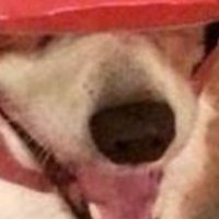 JoesTributes (@joestributes) 's Twitter Profile