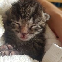 Fishtown Kittys (@fishtownkittys) 's Twitter Profile