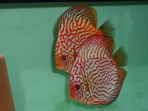 Top quality Discus and associated products. Fish, food, filters and medications. Free, friendly, advice always available.