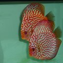 Steve Gilley - @DurhamDiscus - Twitter