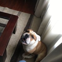 Chilean (@damhsr) 's Twitter Profile