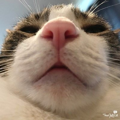 CorrnBreadd's profile picture. i procastinate a lot