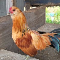 The Barking Music Teacher (@hollymacdonell) 's Twitter Profile