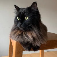 Ziggy Stardust 💜 Scruffa(@65ziggystardust) 's Twitter Profile Photo