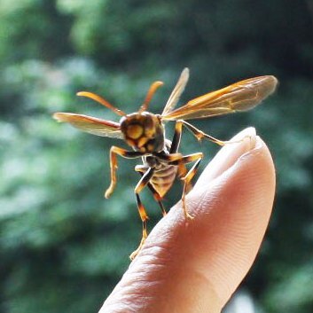 アシナガバチを駆除するなら無農薬の畑に移住させましょう! 優秀なイモムシハンターですよ。誰でもできます。2018年より211群をレスキュー。割り箸で巣柄をはさむ方法や人工軸、捕獲リング、越冬パイプを提案。移住方法を動画や拙著「知って楽しむハチ暮らし入門」（農文協）で普及中。移設巣箱キットも販売中。安藤竜二