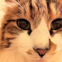 Cherry Cheung - @cherryangiecat - Twitter