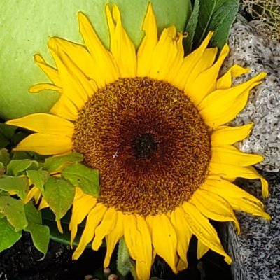 Non31246809's profile picture. 10年来の副腎疲労と発達障害（ADD）を良くするべく、情報収集している備忘録代わりのアカウントです。
2021年9月から栄養療法や身体アプローチ、メンタルケアなどで心と体を育て直し中。30代。少しずつ良くなってきました。
返信は時々タイムラグあり。
iHerb紹介コード:DFH542