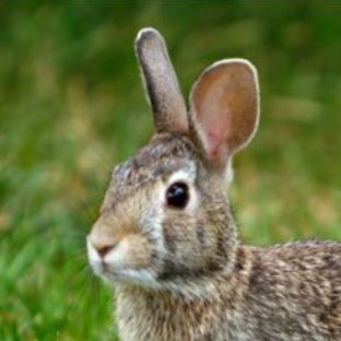 Lepus sinensis formosus, a Formosan follower.