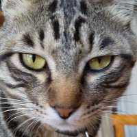 くしゃばあ (@agi8mrmjtcp9f2h) 's Twitter Profile