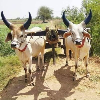 ram_e123's profile picture. સત્ય, નિષ્ઠા અને પ્રામાણિકતાપુર્ણ ન્યાય હેતુ