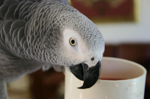 AskSimba2011's profile picture. Official Twitter of Simba the Congo African Grey.  Advice columnist and author of Ask Simba for the Coastal Breeze News.