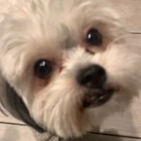 Big moch (@chuckeeeecheese) 's Twitter Profile