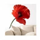 coquelicocotier's profile picture. 