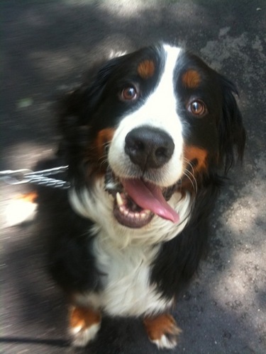 zbillingham's profile picture. Mountain Biker, Triathlete, Veterinarian, Science teacher, Luddite sympathizer, Cook, Up for adventures!