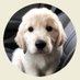 Doggo Central 🐕 (@doggo_central) Twitter profile photo Doggo Central 🐕 (@doggo_central) Twitter profile photo