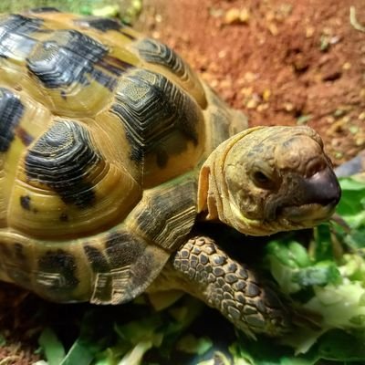 Hi, I am Trevor, a horsefield tortoise.   Love spring greens, dandilion, basking and sleeping