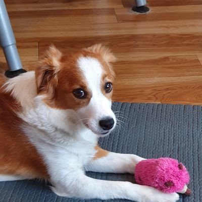 Hi, I am Maggie (Magdalene). I am a street dog from Bosnia. I was rescued by @DNVSaveanimals. Now I live in London with Gary & Janice and Lea