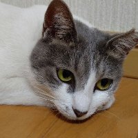 スギ (@dzlsjdprclbp3xt) 's Twitter Profile