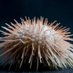 Deep Benthic Ecology group (@deepbenthicecol) Twitter profile photo Deep Benthic Ecology group (@deepbenthicecol) Twitter profile photo