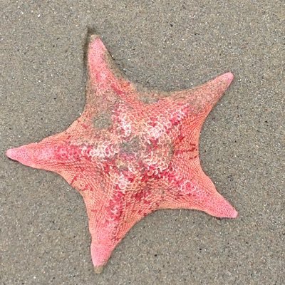 kmk15905's profile picture. Military Officer, Retired, Proud Liberal. Now full time Cape Cod resident  🐈‍⬛