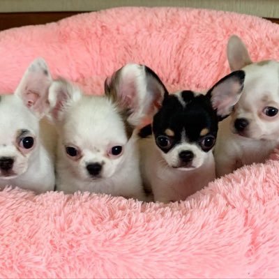 we’ve got adorable apple head chihuahua puppies available and ready for their forever families. our services are open at all time, message if interested