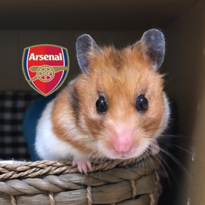 ArsenalとF1とハムスターが好き サラリーマングーナー Victoria Concordia Crescit / COYG