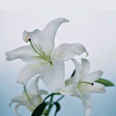 聖女の秘め事さんのプロフィール画像