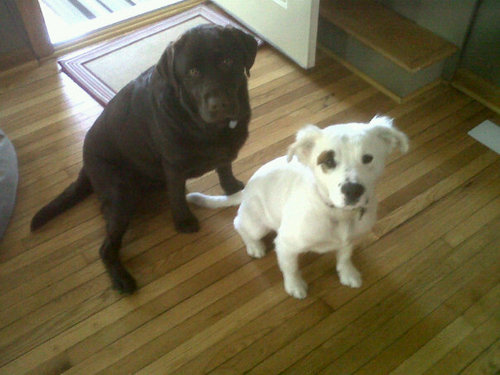 theemtchic's profile picture. 