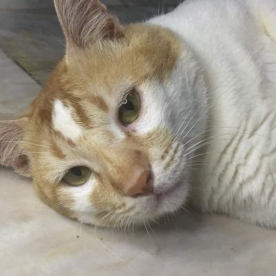 Love all the cats 🐈💓
IG: mollymingming_
