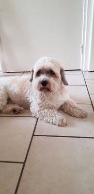 Sophia54275418's profile picture. Houd van dieren, F1 RBR
🚫DM