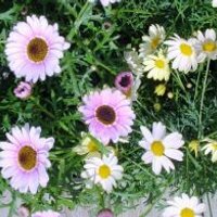 CommunityEducation (@communityeduca1) 's Twitter Profile