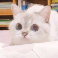 Ahmed Sher (@crypt0acee) 's Twitter Profile