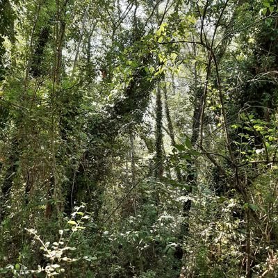 LaurentPratensi's profile picture. 