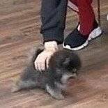 tae hyung &love  🥰Sana
