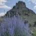 PurpleSage (@quietpurplesage) Twitter profile photo PurpleSage (@quietpurplesage) Twitter profile photo